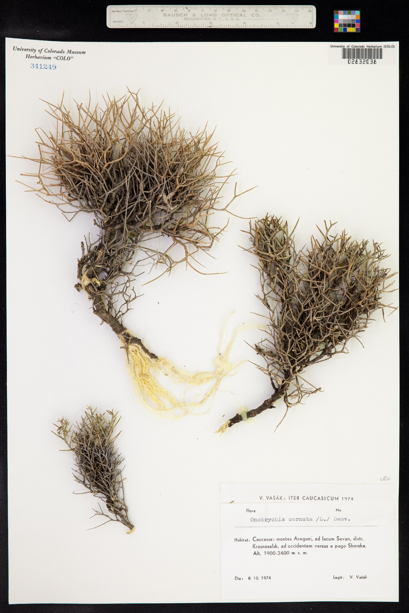 Onobrychis cornuta image