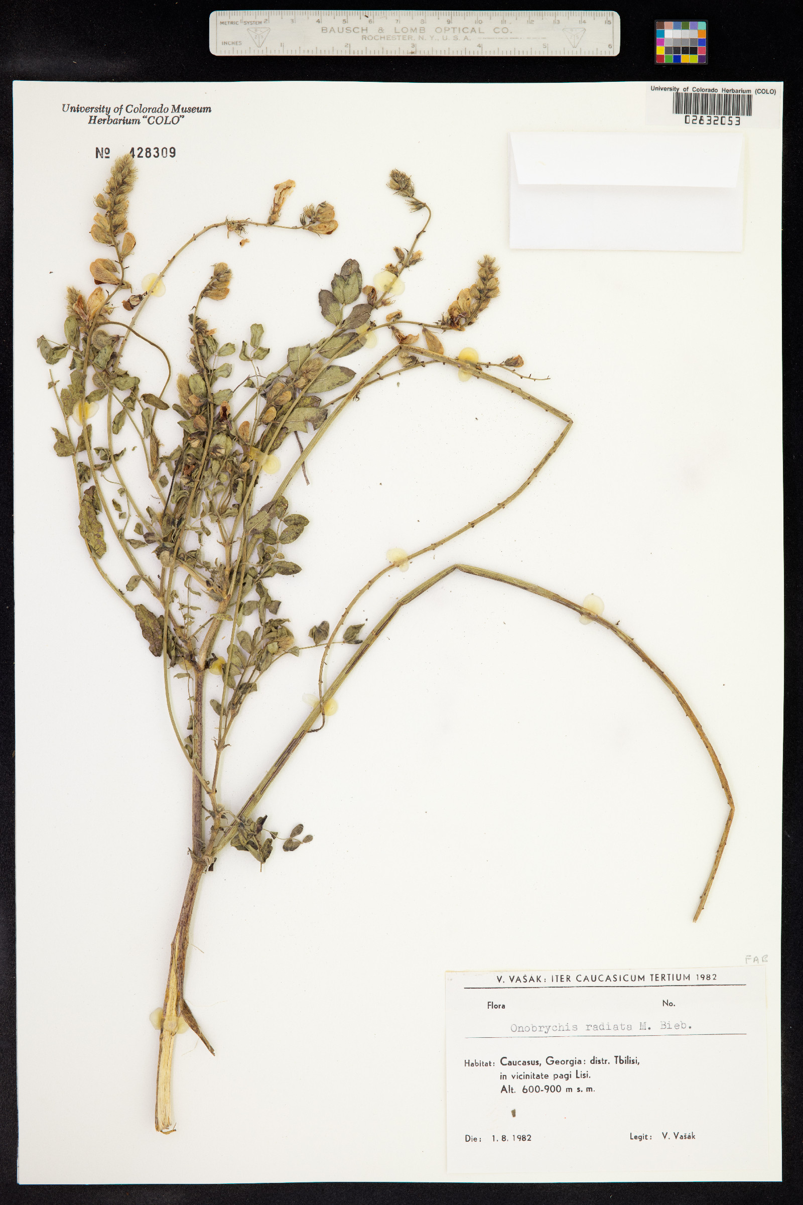 Onobrychis radiata image