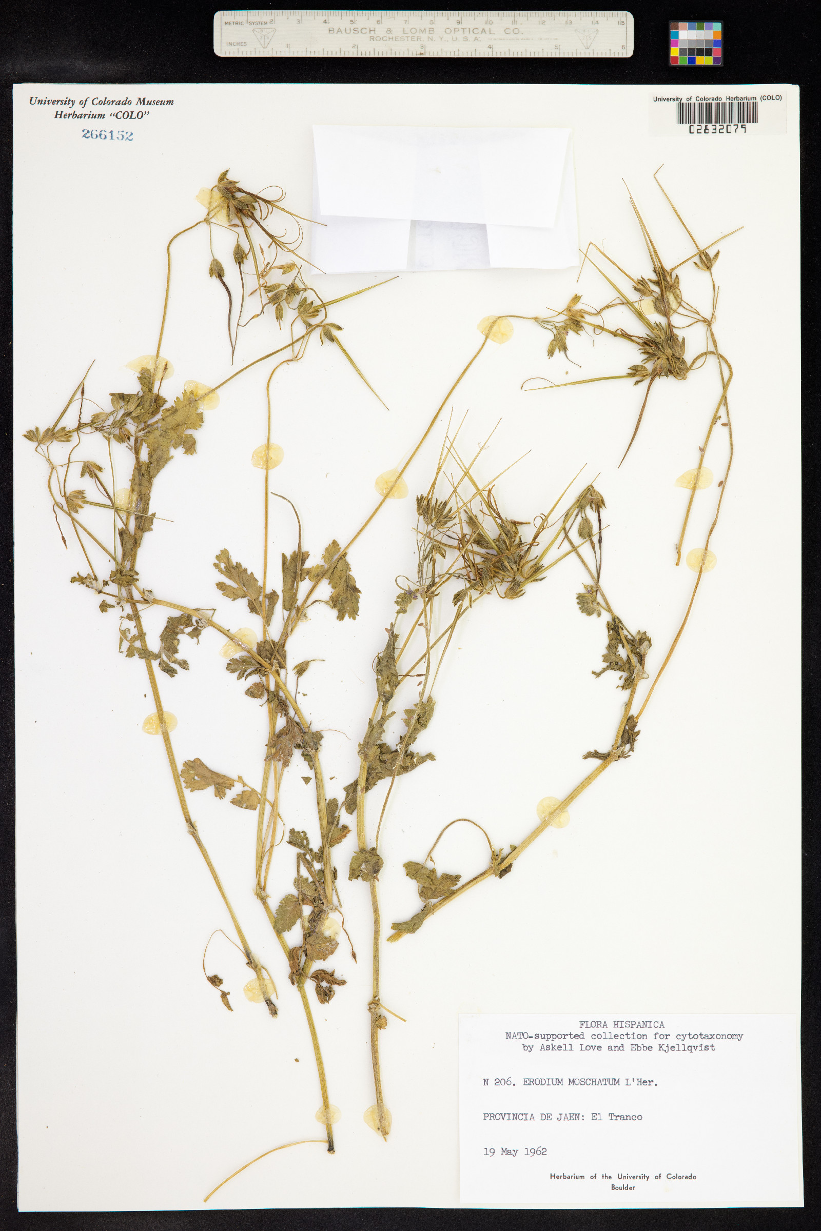 Erodium moschatum image