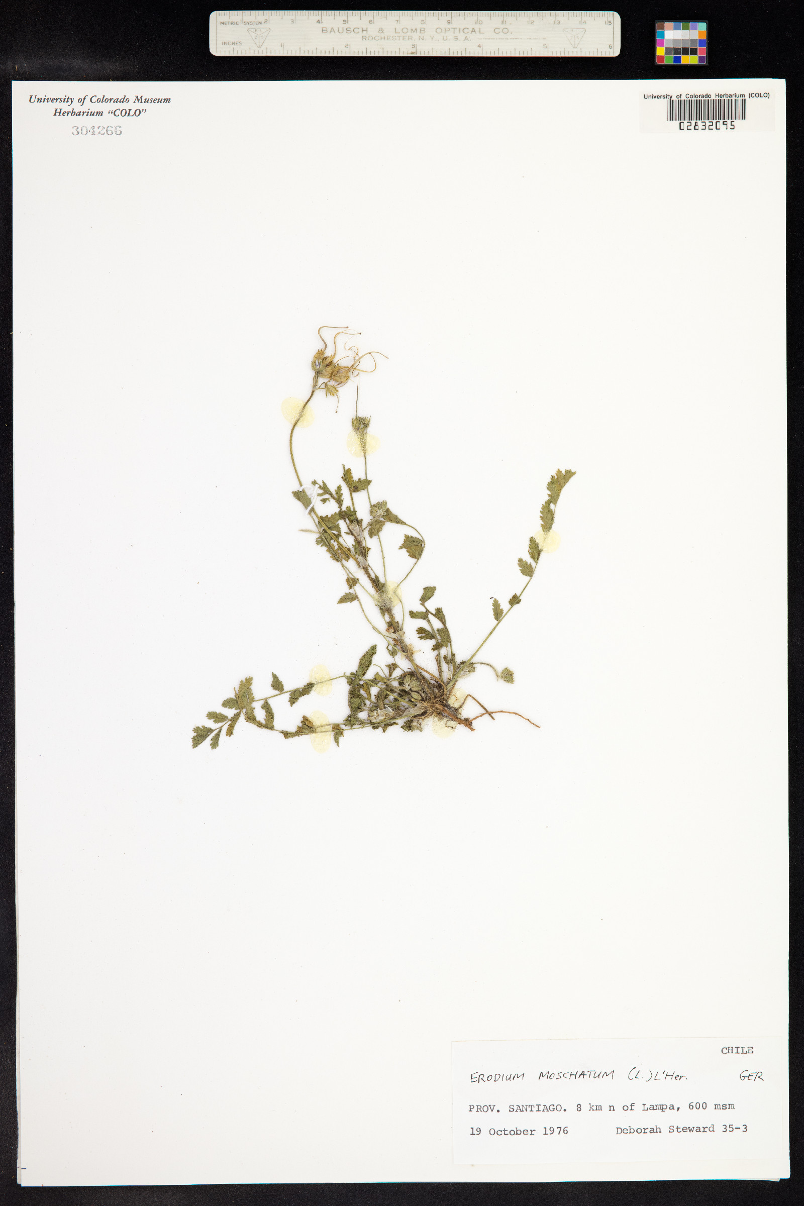 Erodium moschatum image