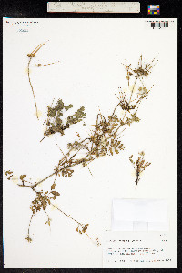 Erodium moschatum image