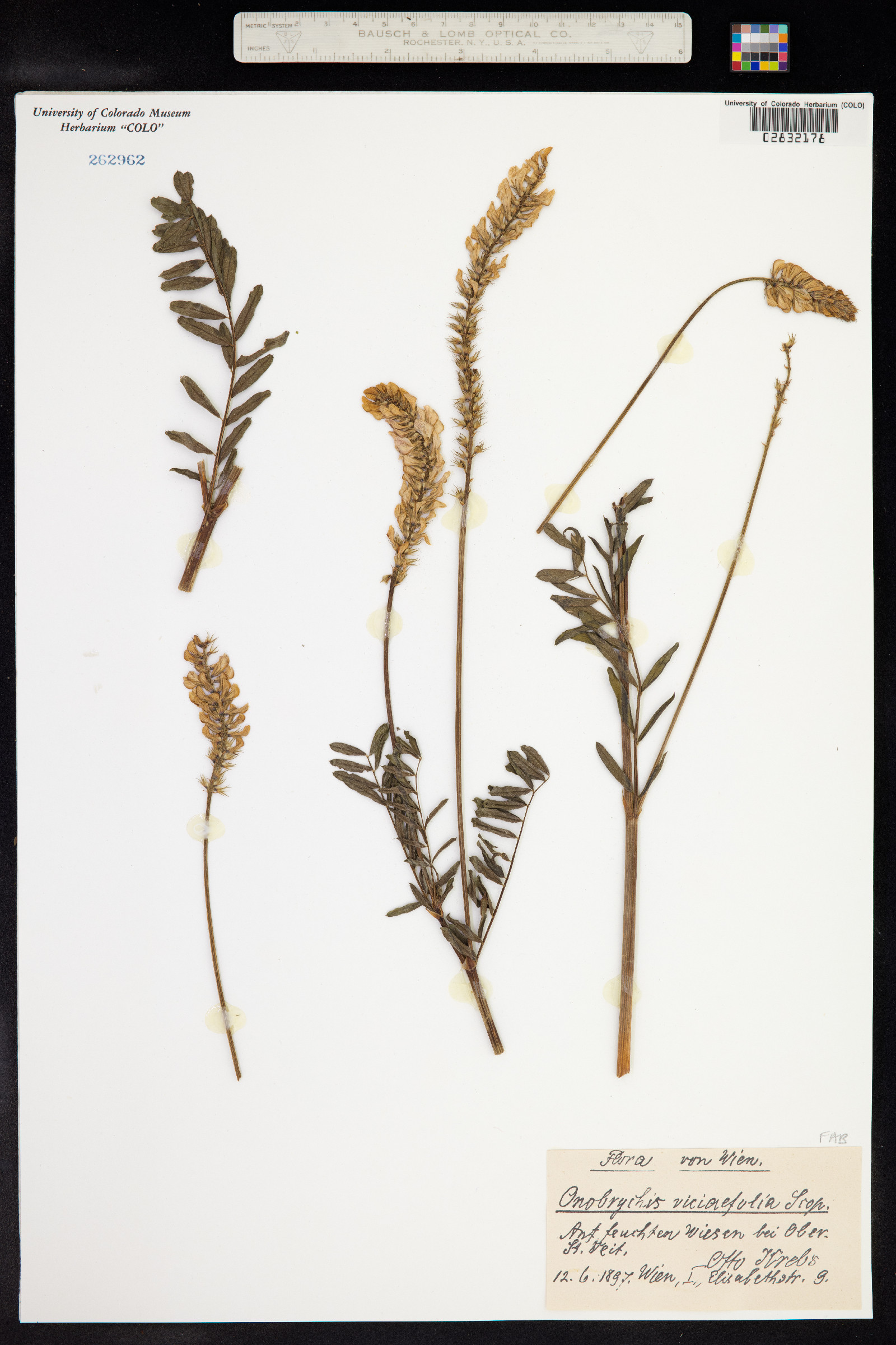 Onobrychis viciifolia image