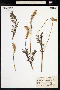 Onobrychis viciifolia image