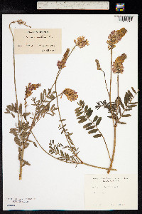 Onobrychis viciifolia image