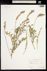 Onobrychis viciifolia image