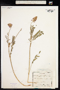 Onobrychis viciifolia image