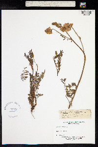 Onobrychis viciifolia image