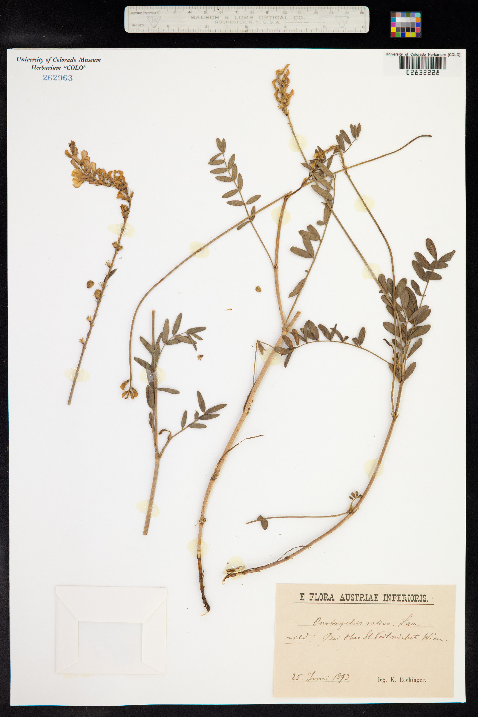 Onobrychis viciifolia image