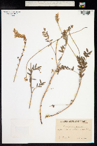 Onobrychis viciifolia image