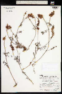 Onobrychis viciifolia image