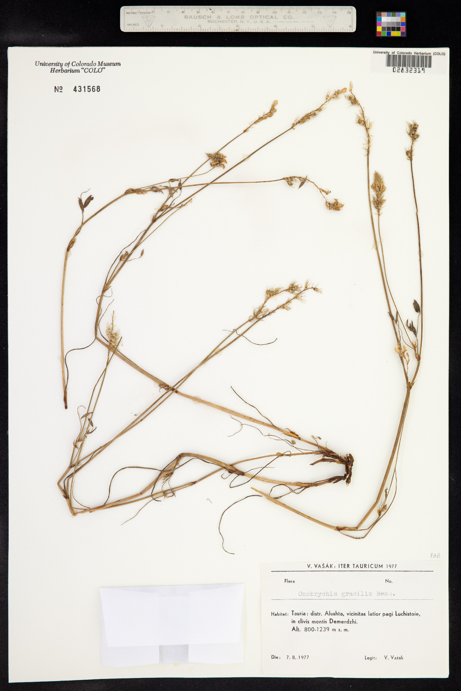 Onobrychis gracilis image