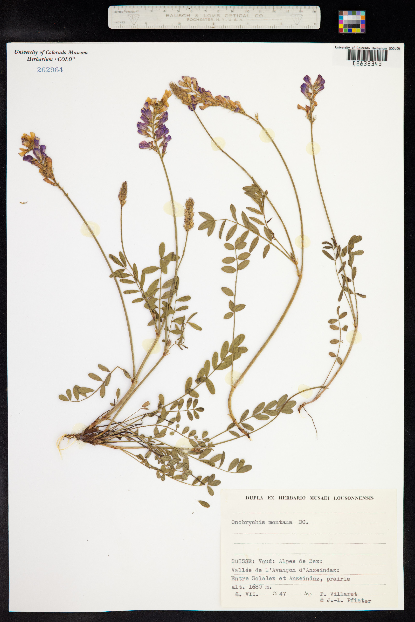 Onobrychis montana image