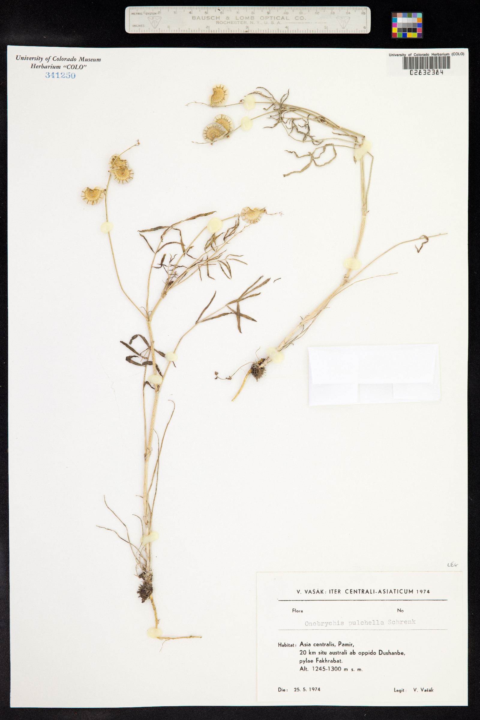 Onobrychis pulchella image