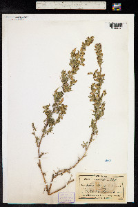 Ononis spinosa image