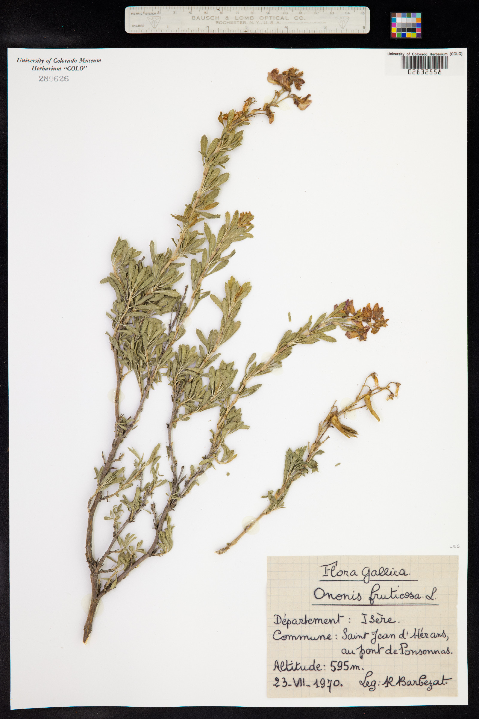 Ononis fruticosa image