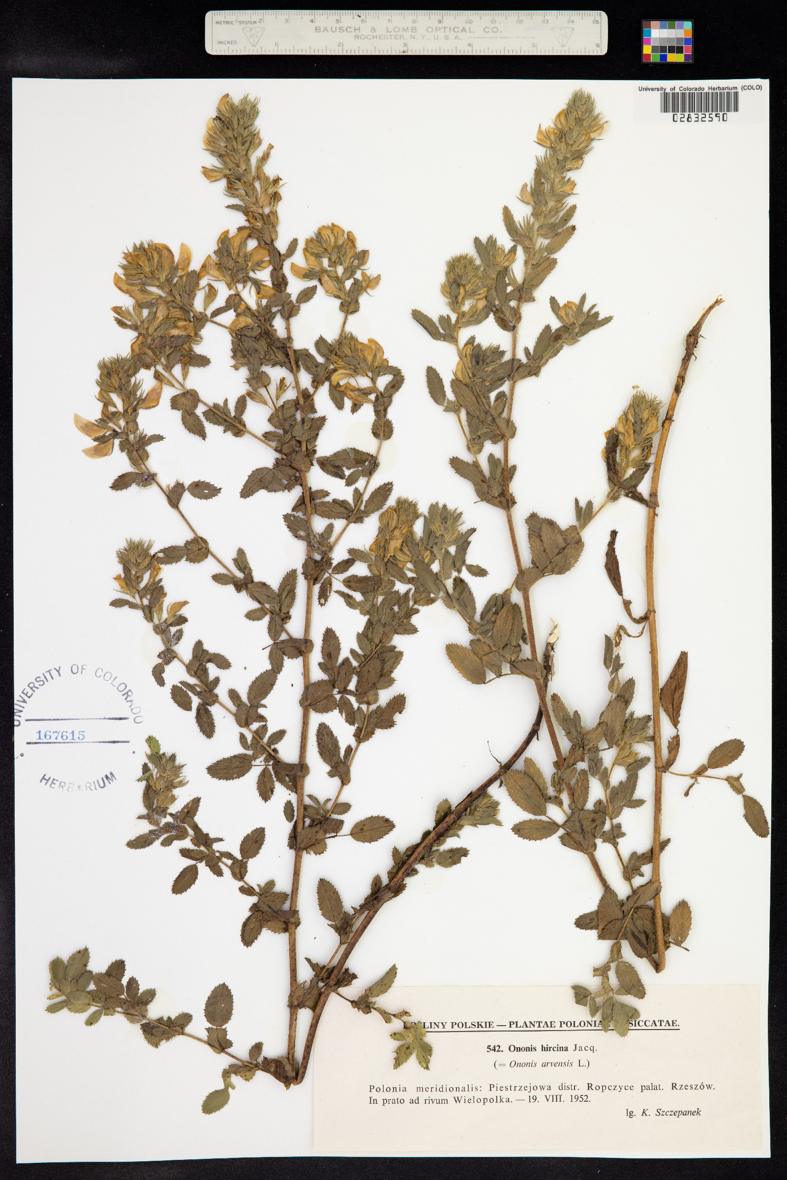 Ononis spinosa subsp. hircina image