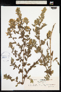 Ononis spinosa image