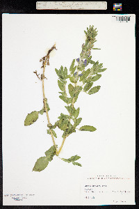 Ononis spinosa image