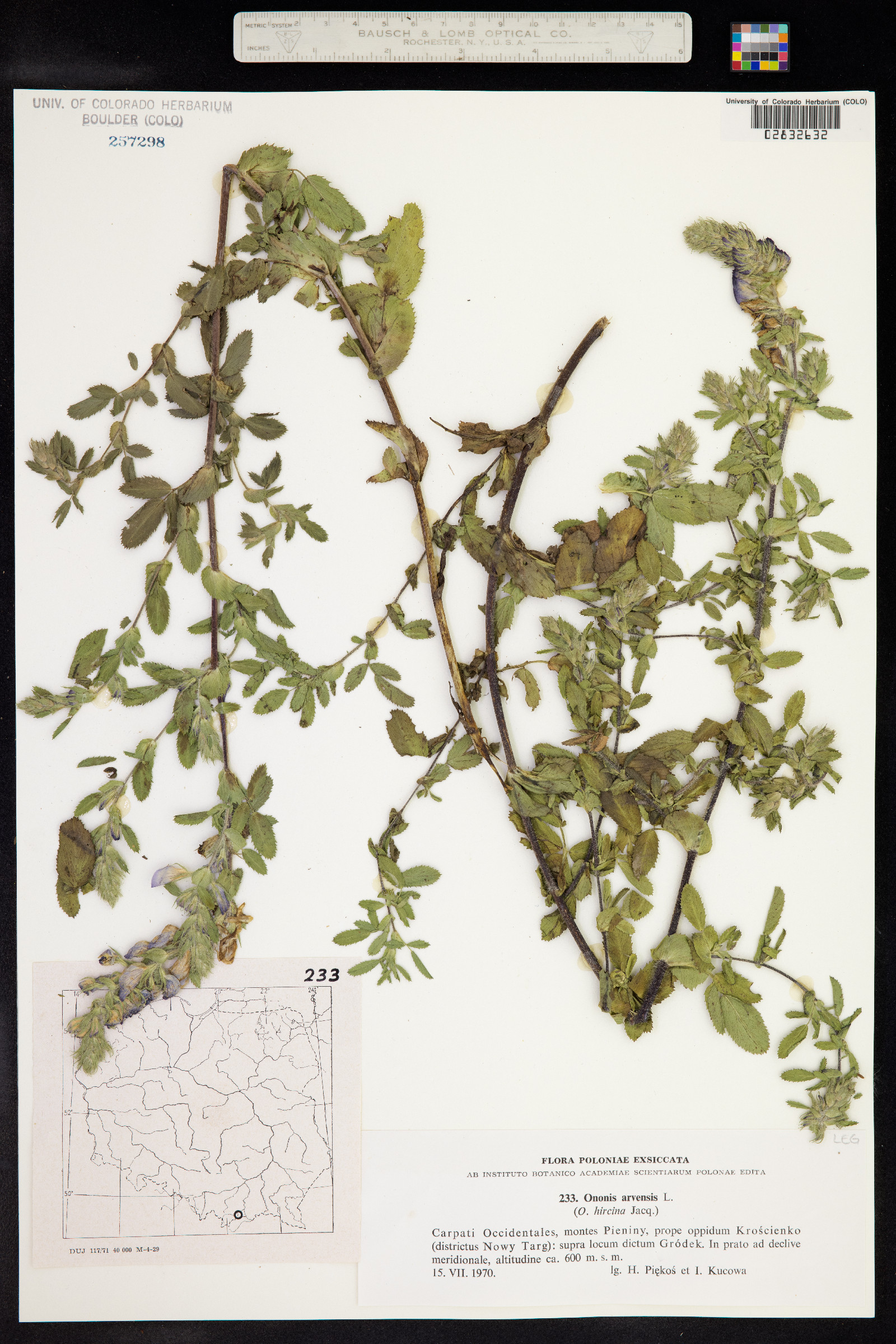 Ononis spinosa subsp. hircina image