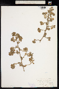 Ononis spinosa image