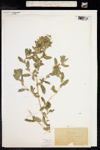 Ononis spinosa image