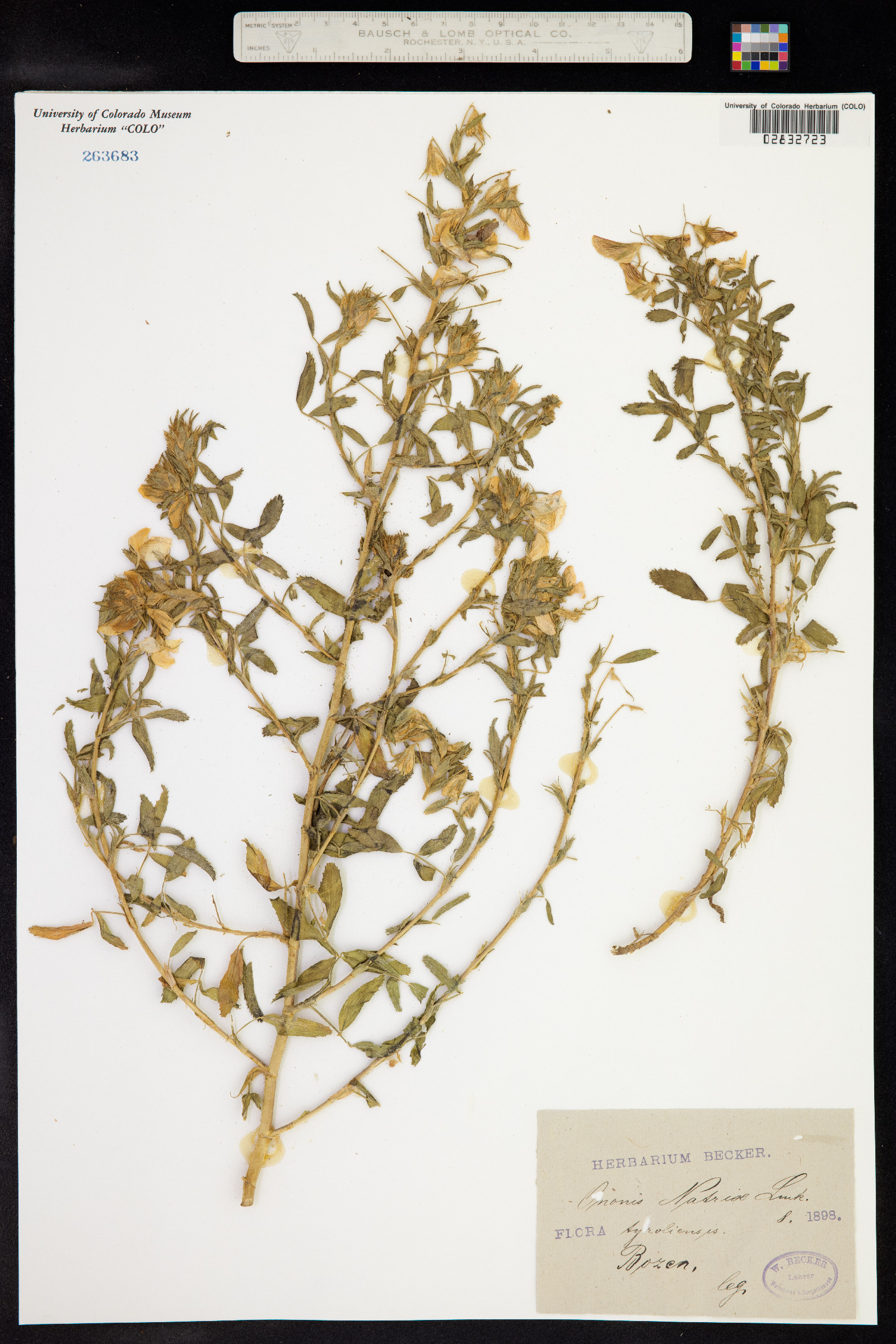Ononis natrix image