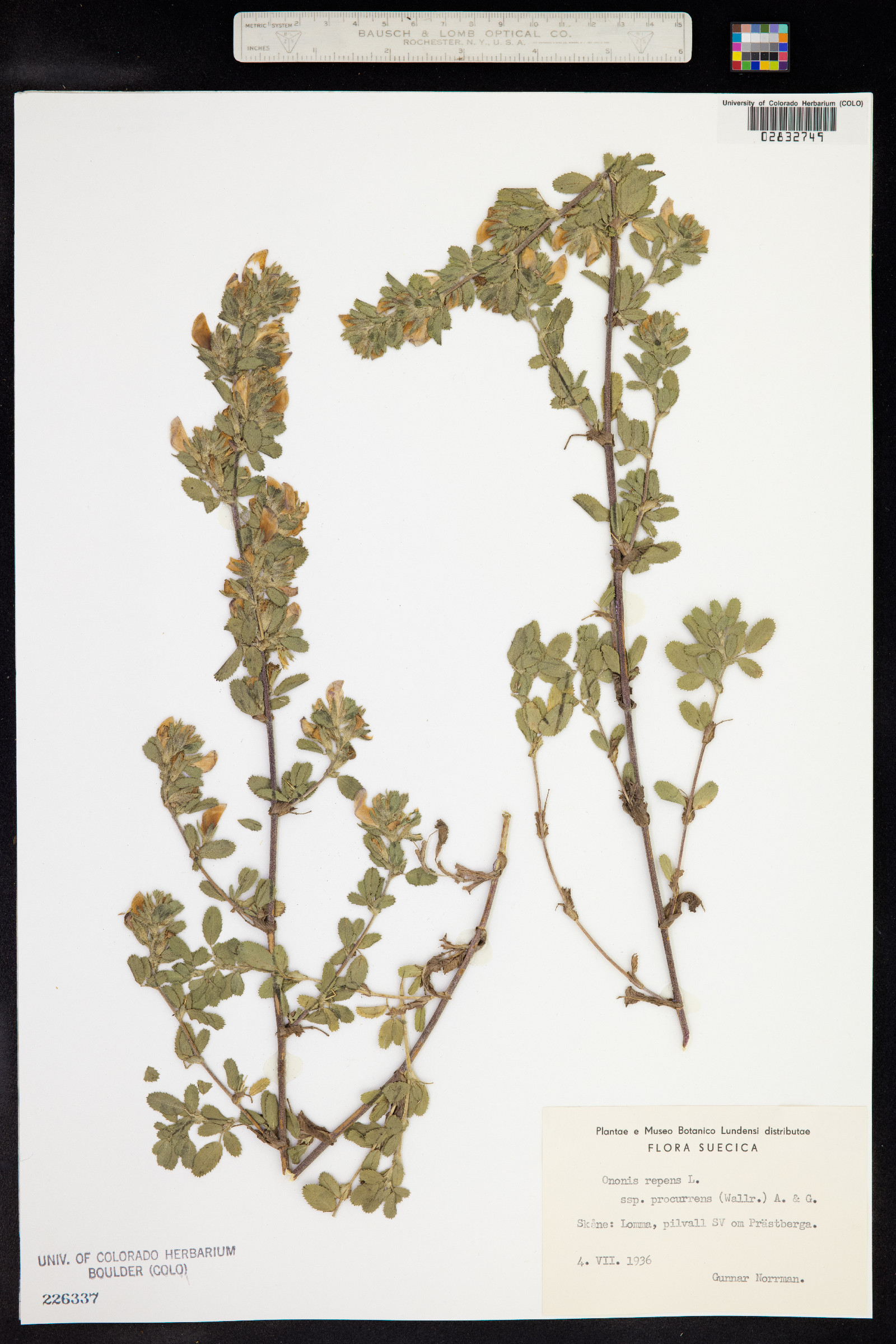 Ononis repens image