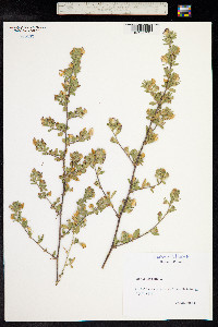 Ononis repens image