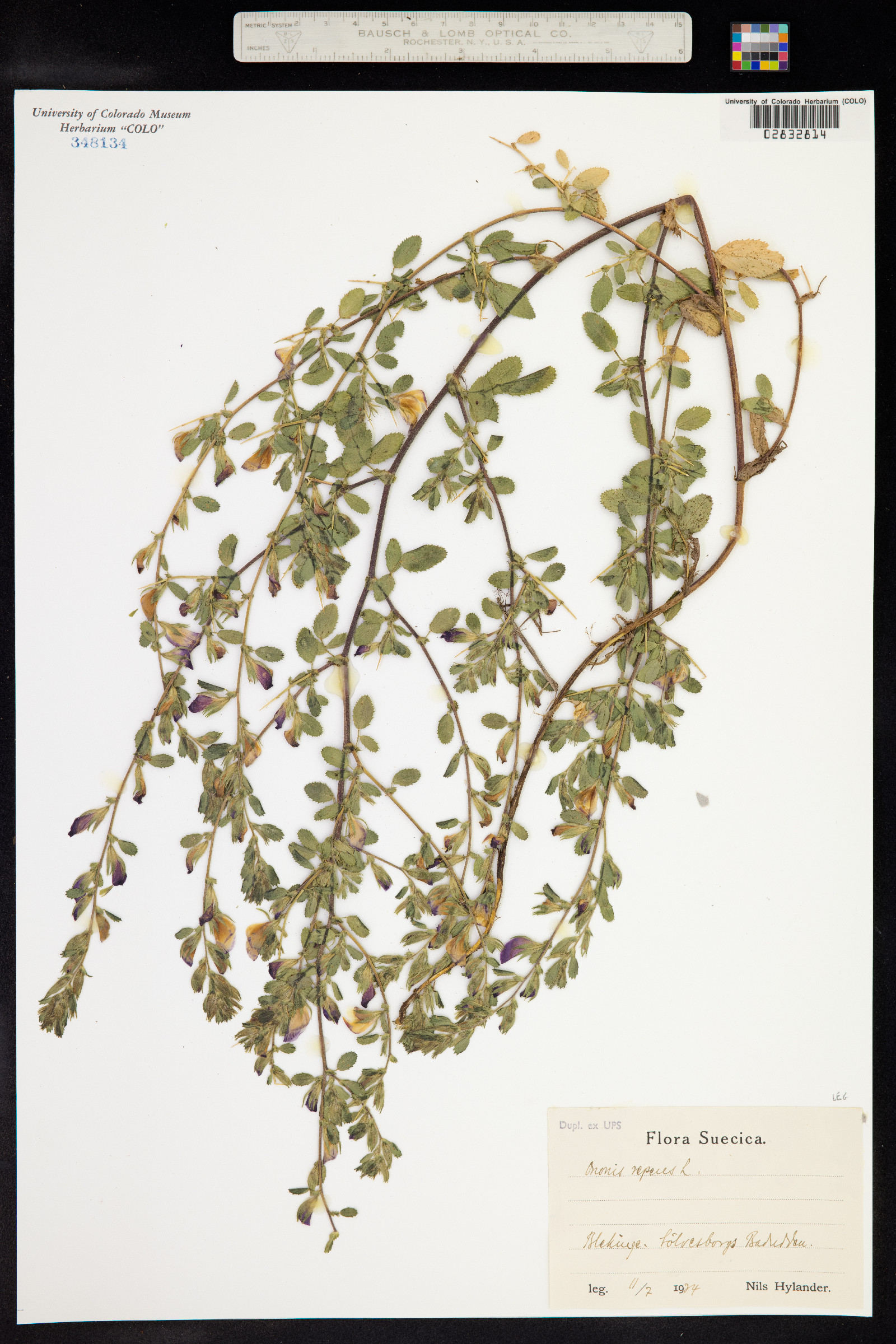 Ononis repens image