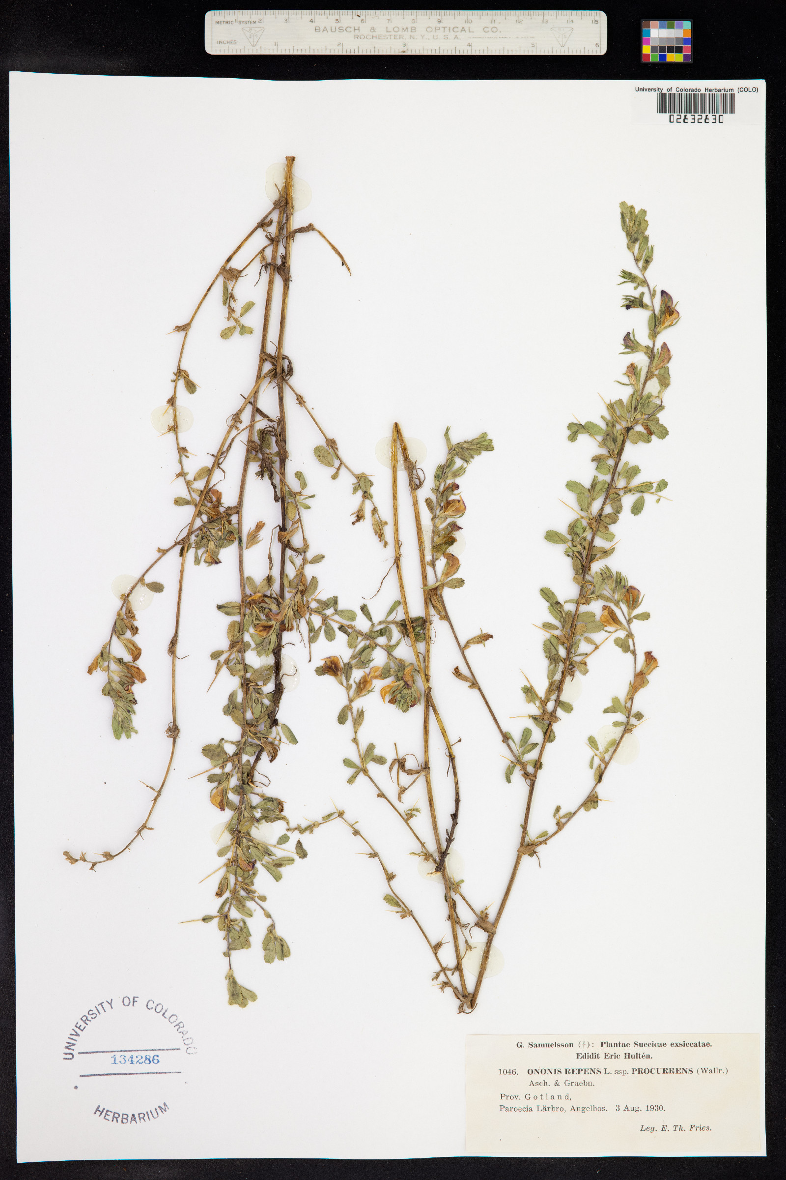 Ononis repens image