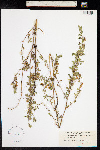 Ononis repens image