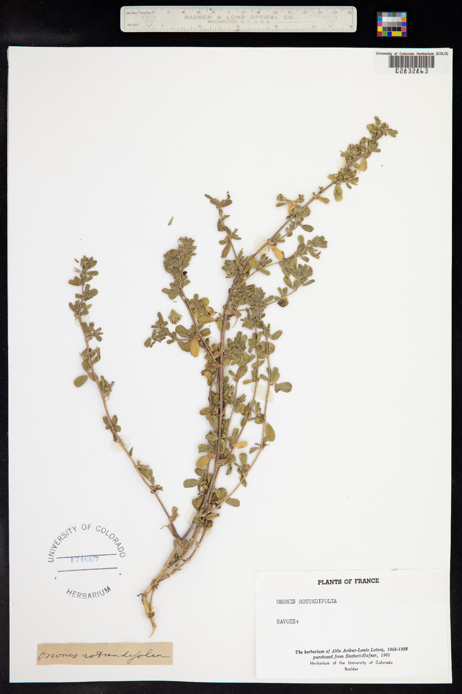 Ononis rotundifolia image
