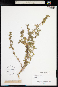 Ononis rotundifolia image