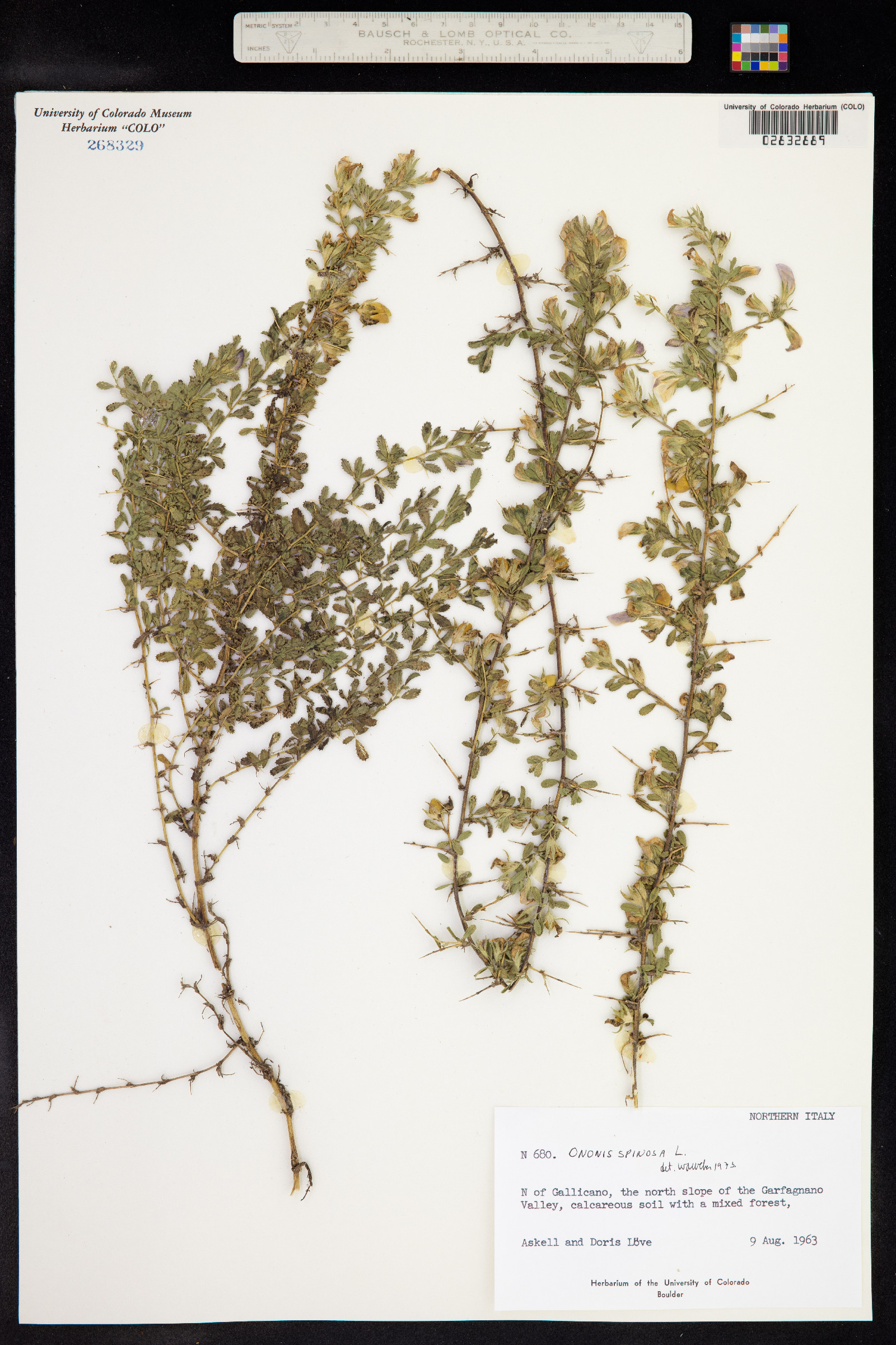 Ononis spinosa image