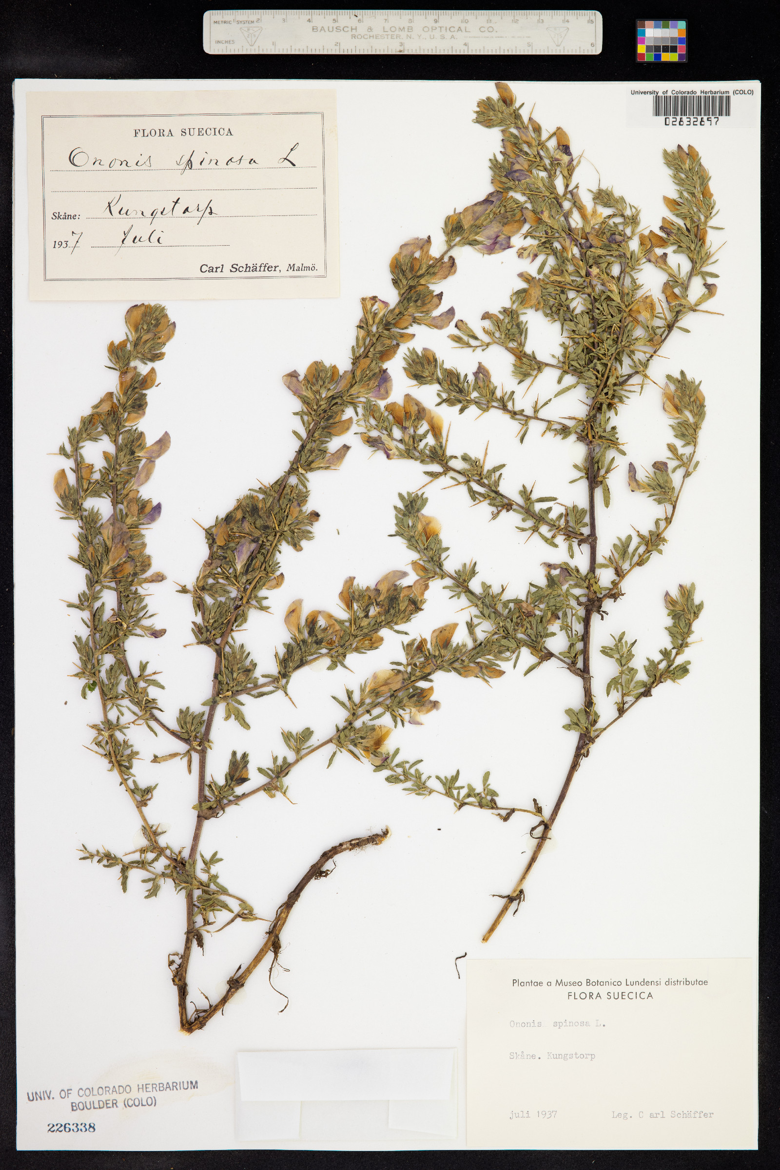 Ononis spinosa image