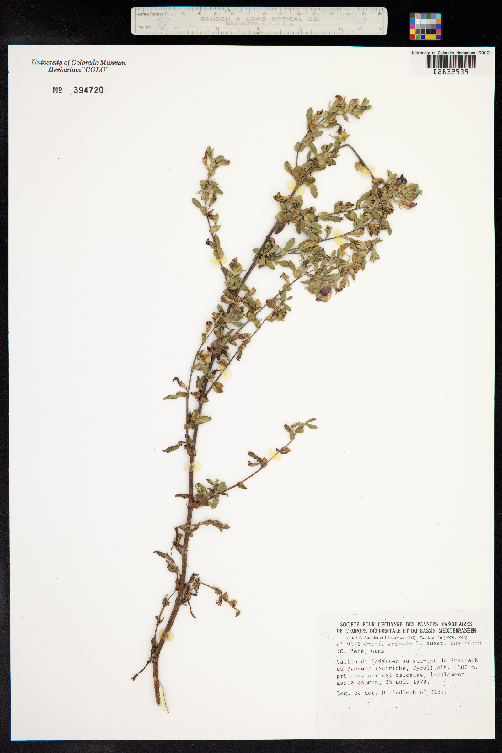 Ononis spinosa image