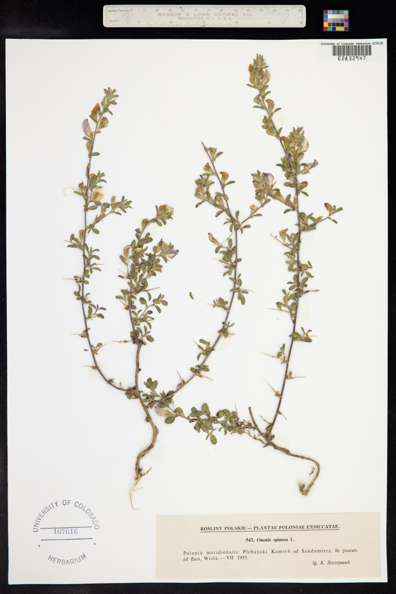 Ononis spinosa image