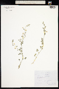 Ononis adenotricha image