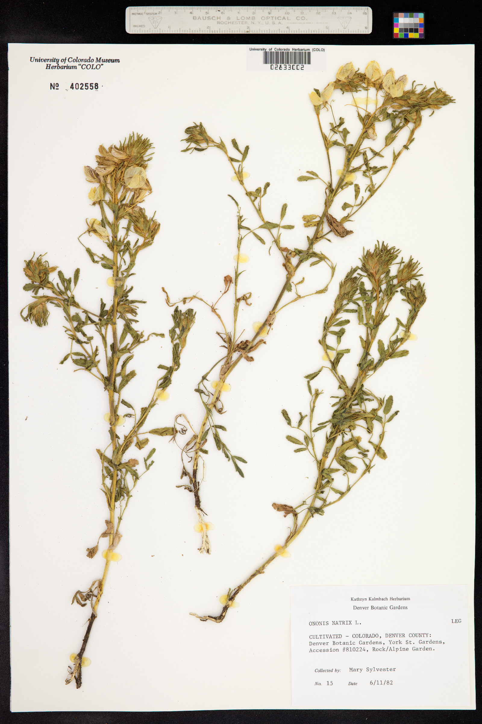 Ononis natrix image