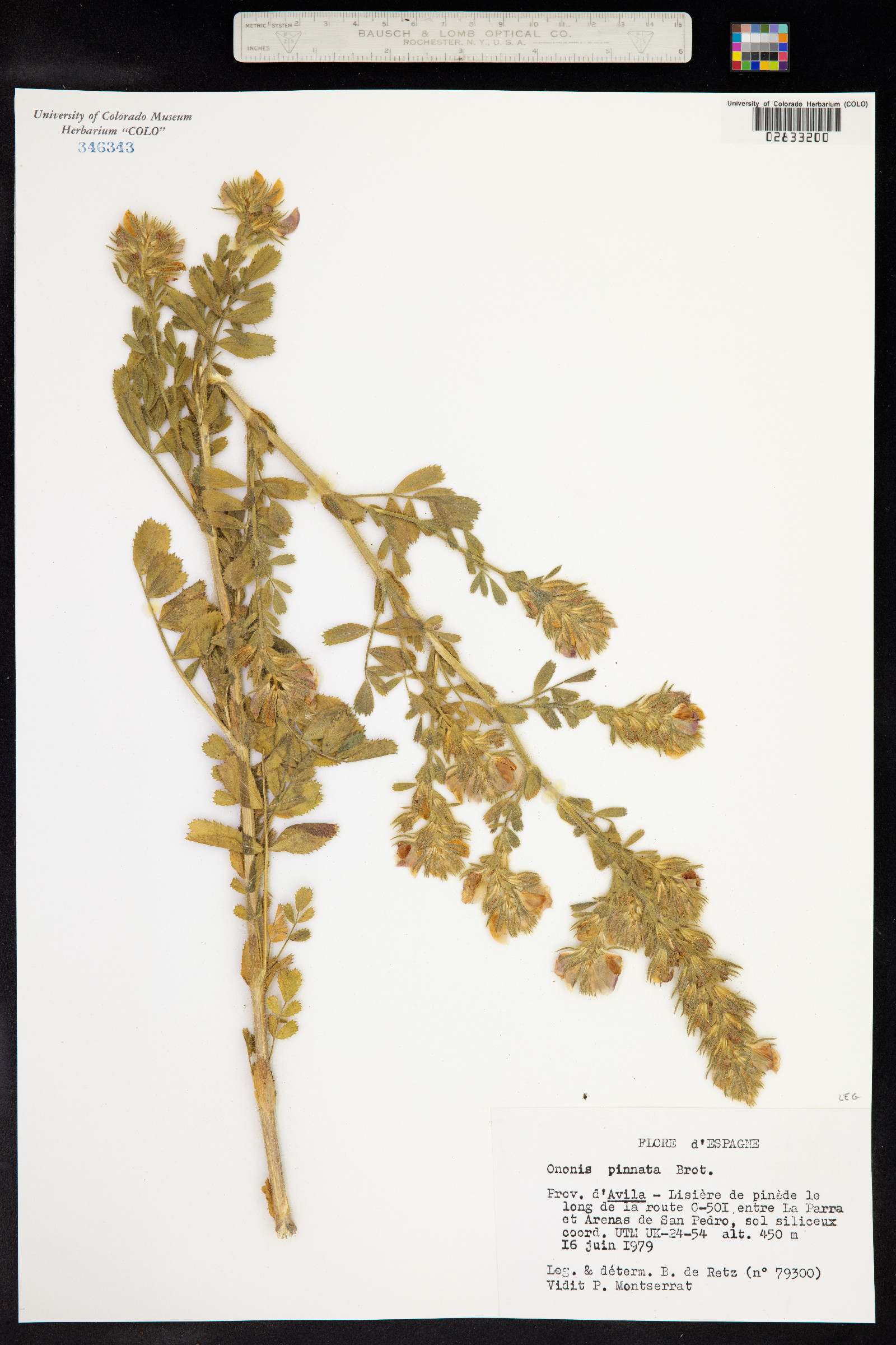 Ononis pinnata image