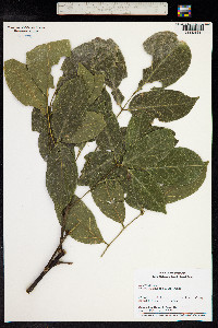 Ormosia macrocalyx image