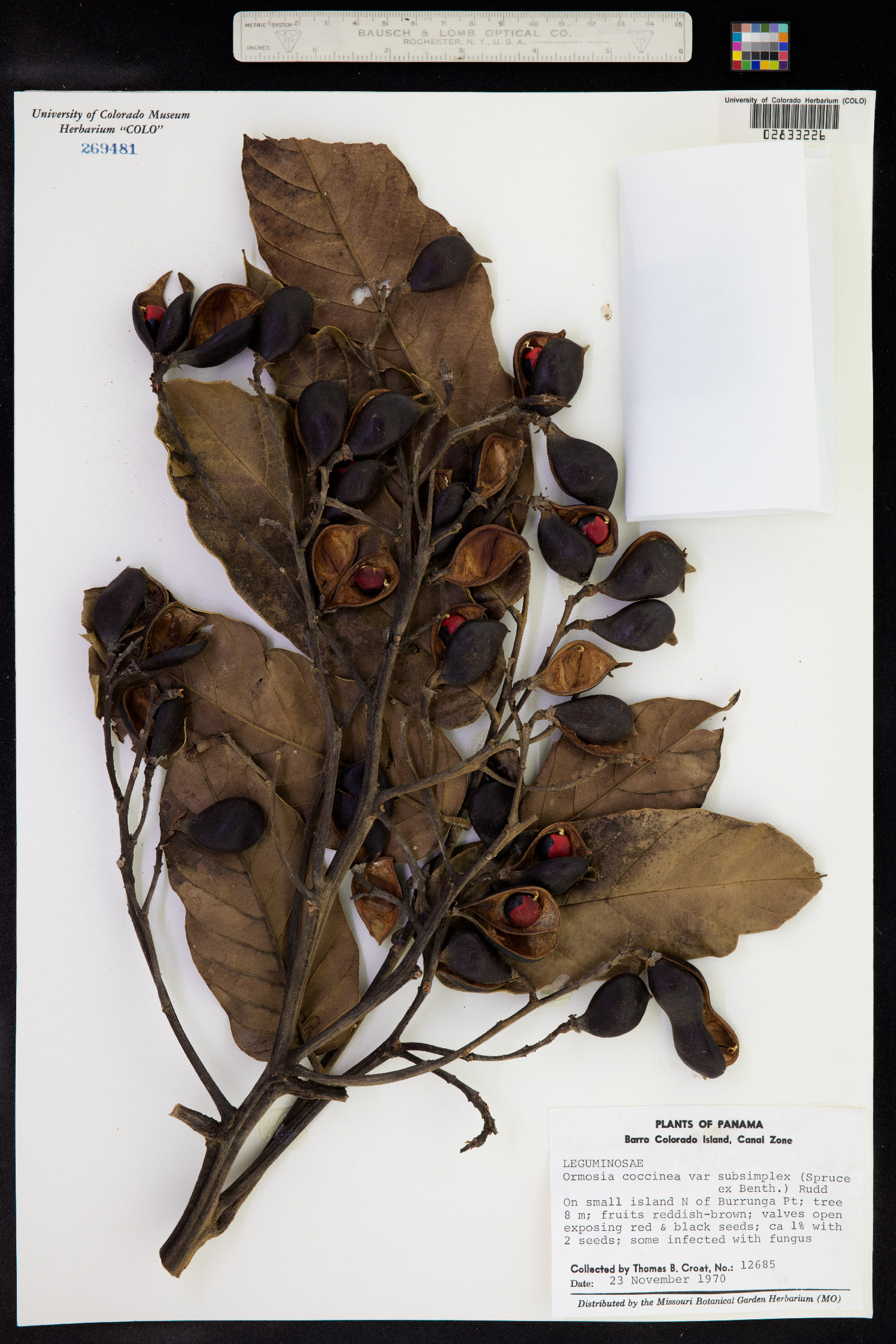 Ormosia coccinea image