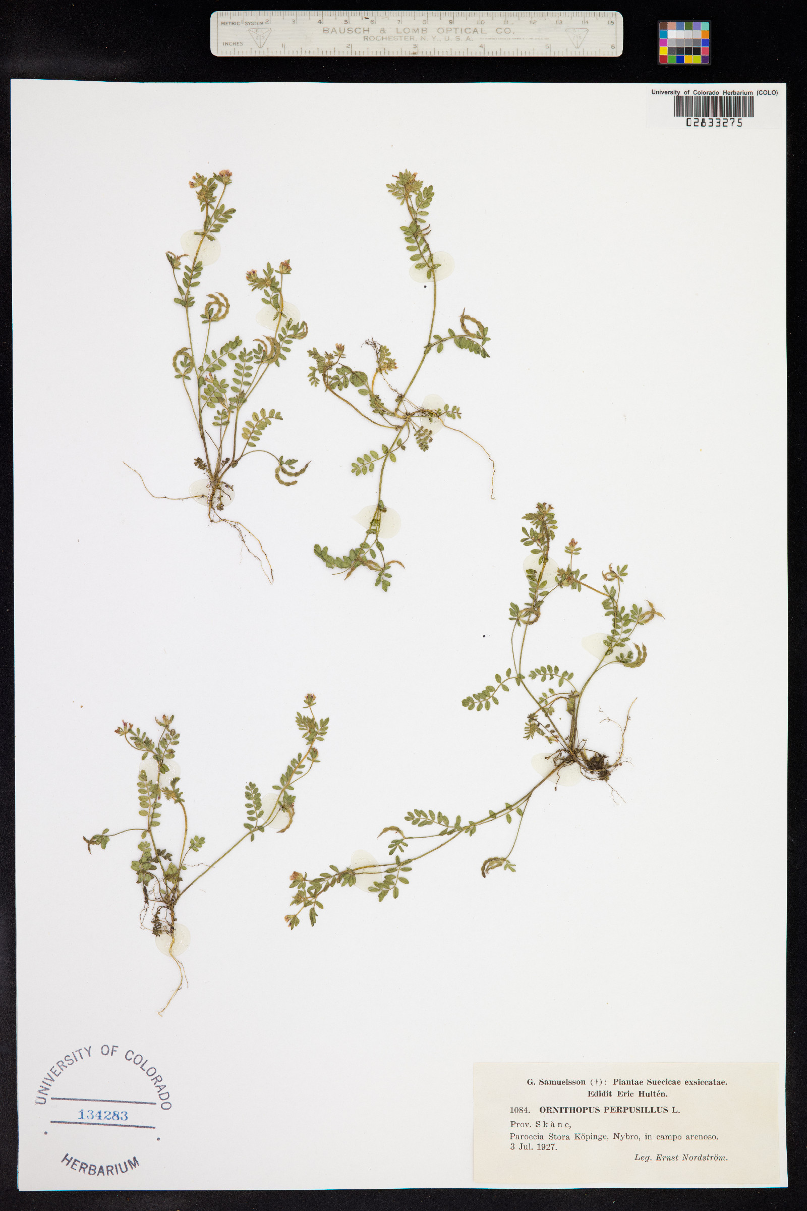 Ornithopus perpusillus image