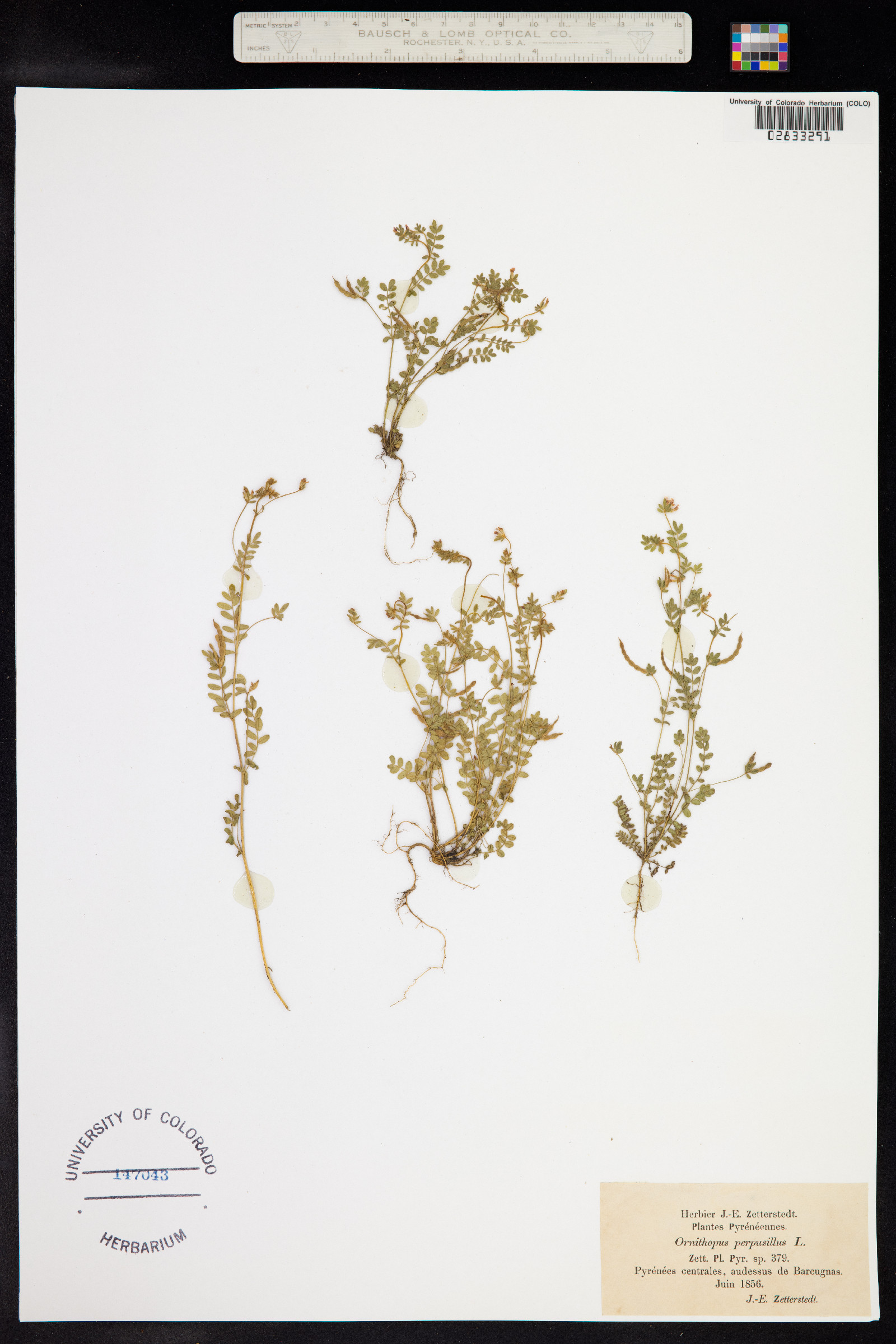 Ornithopus image