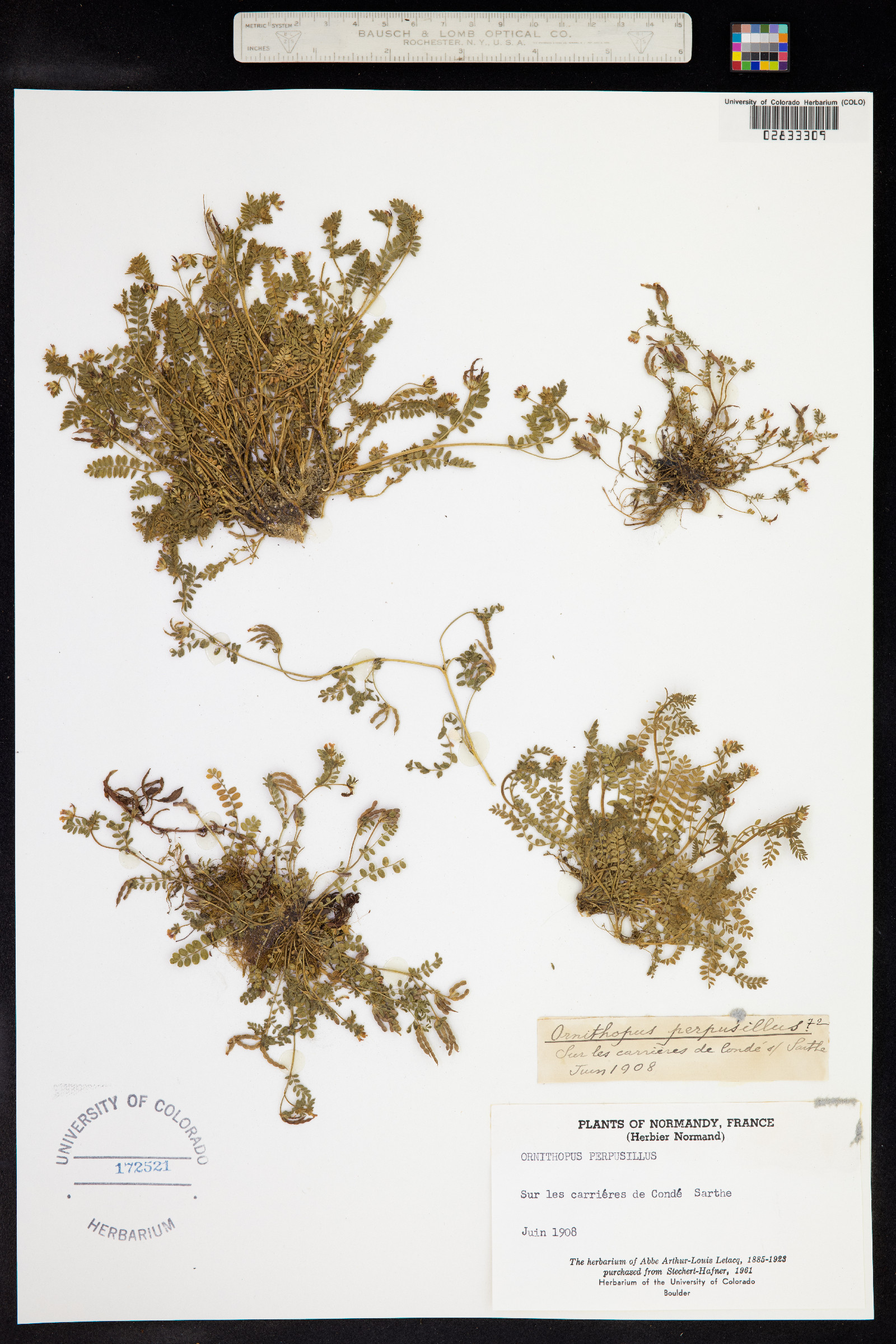 Ornithopus perpusillus image