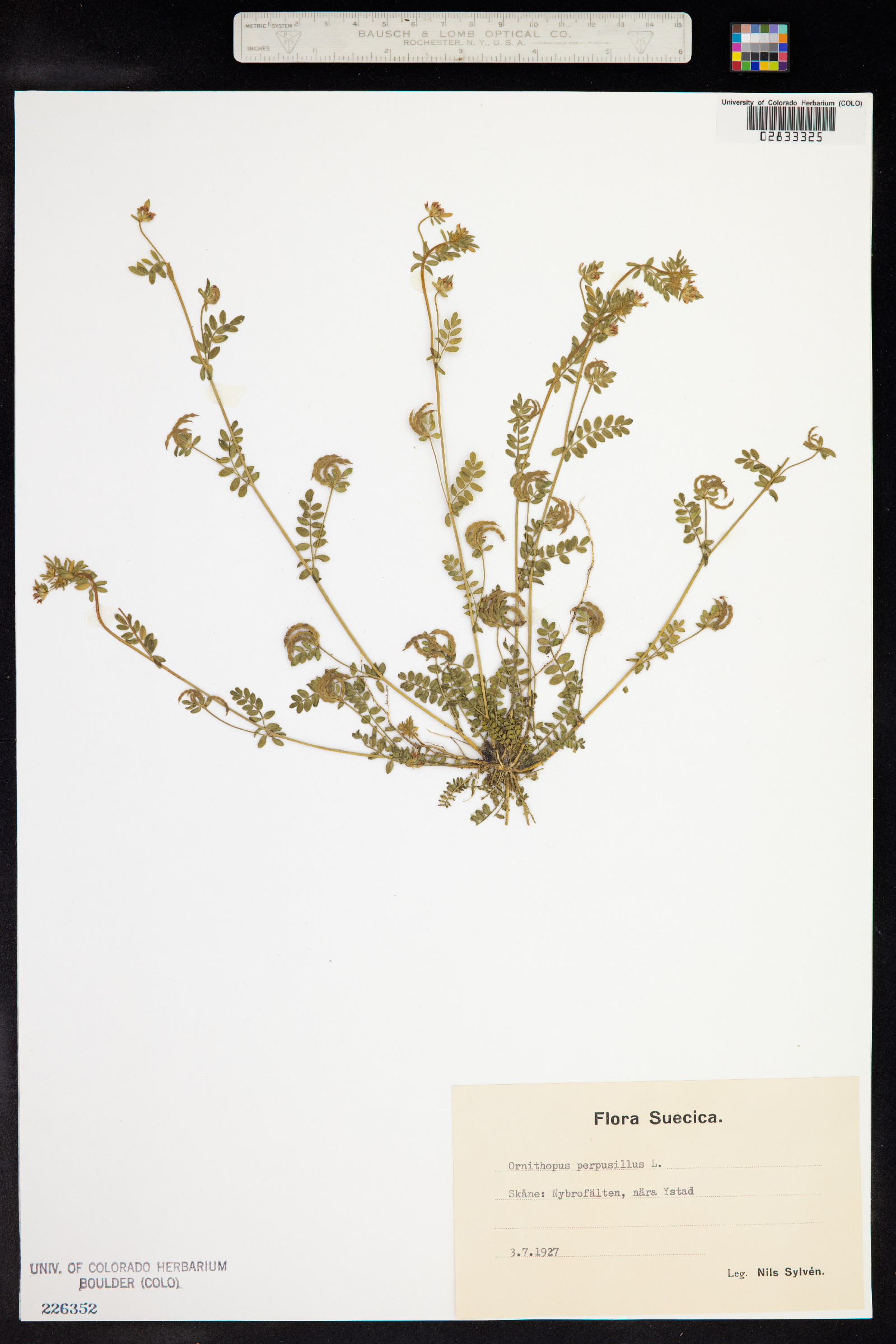 Ornithopus perpusillus image