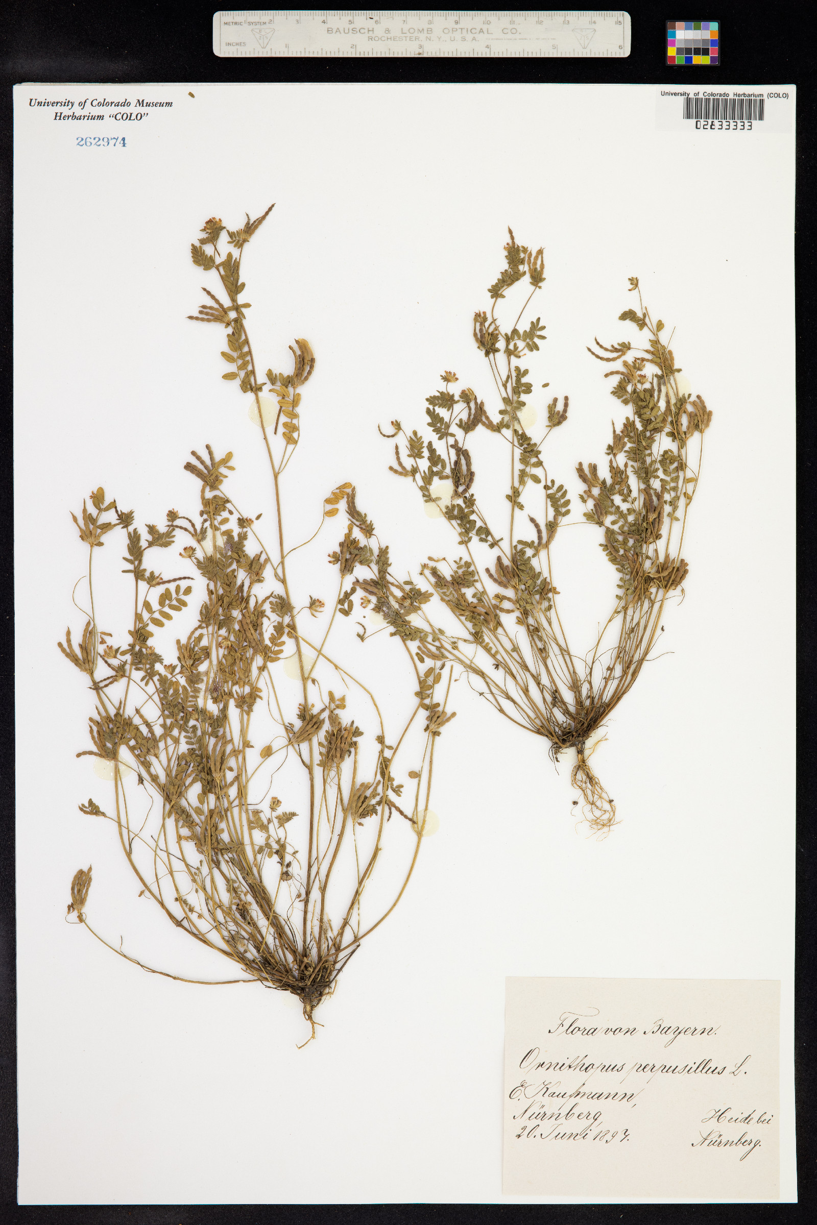 Ornithopus perpusillus image