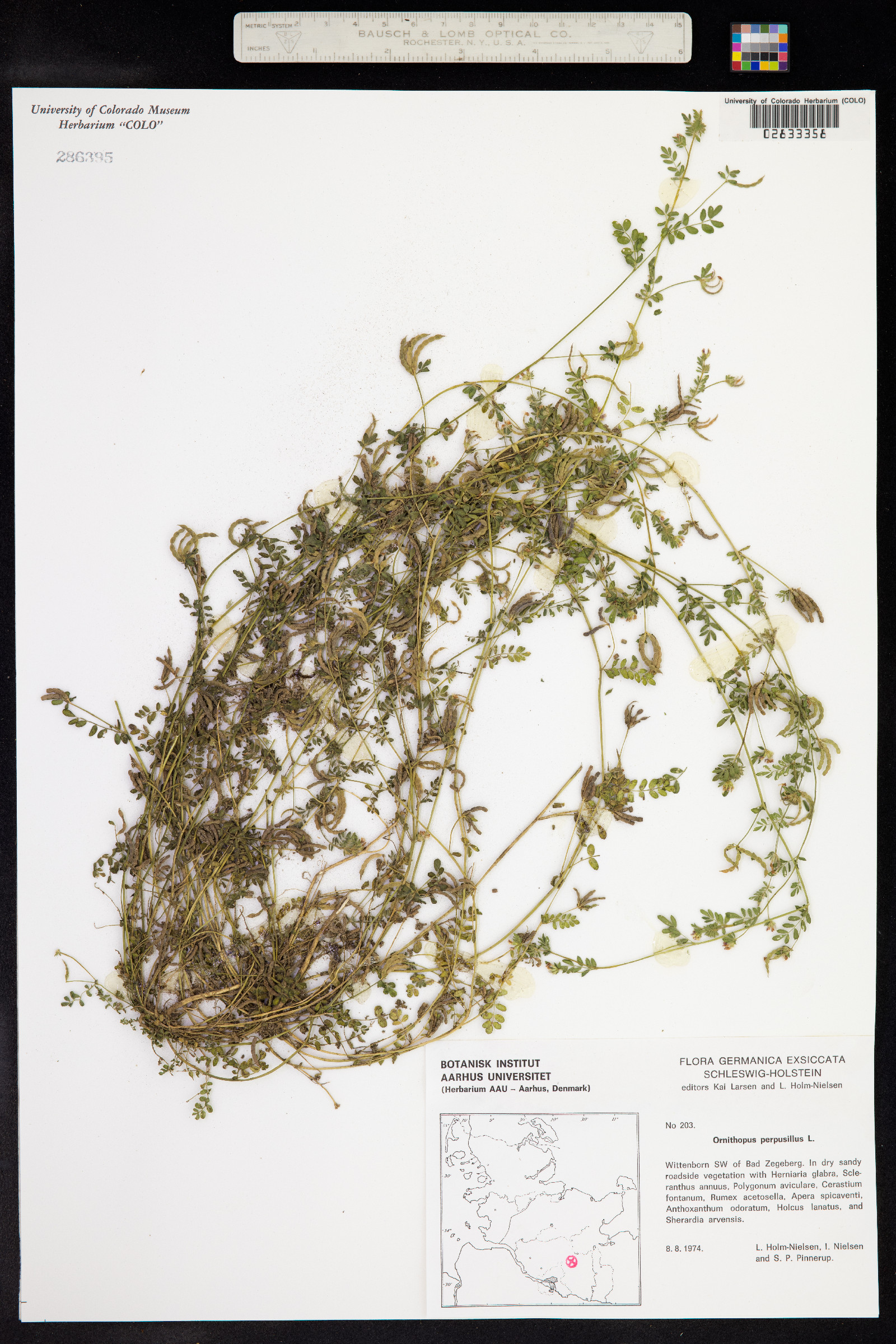 Ornithopus perpusillus image