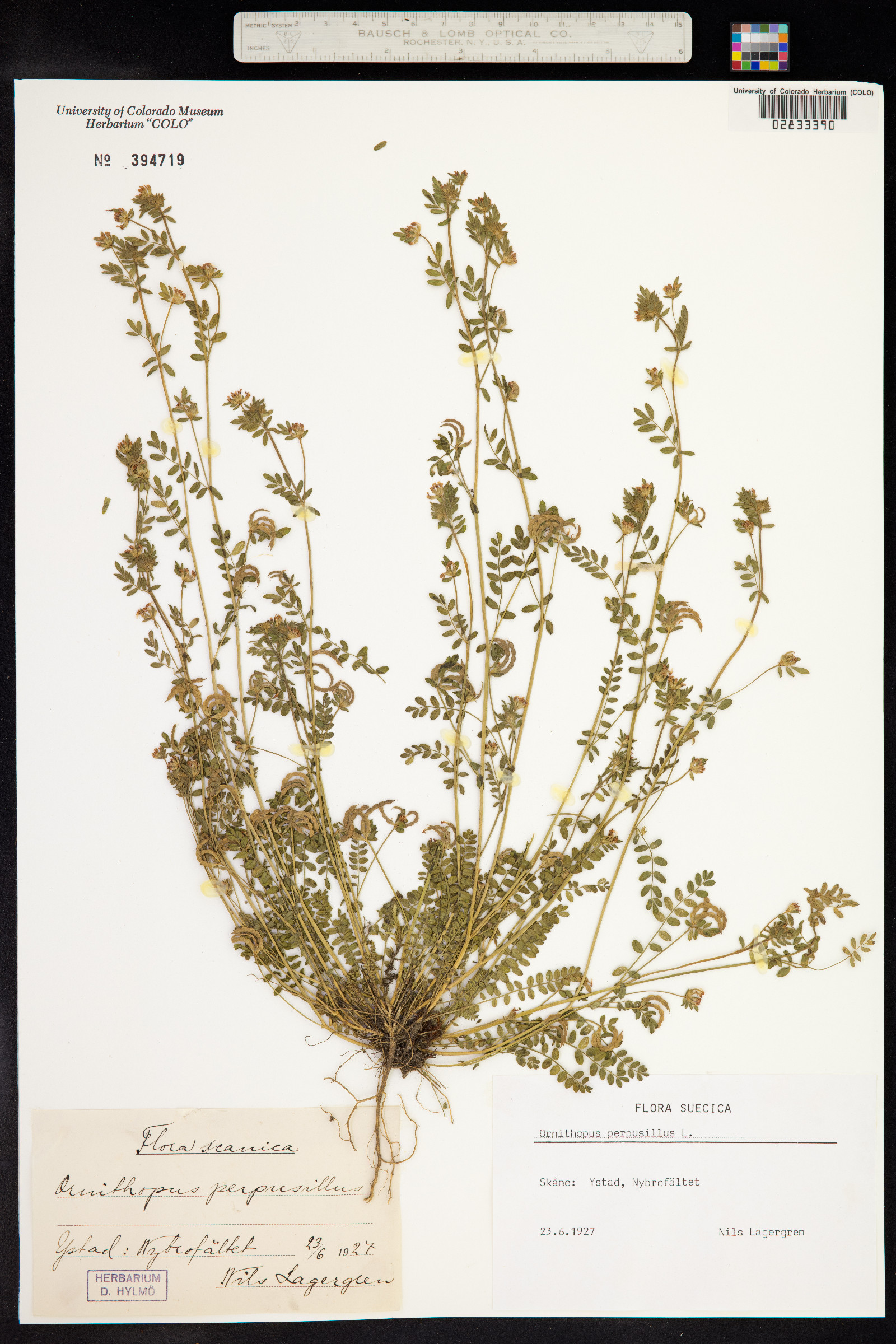 Ornithopus sativus image
