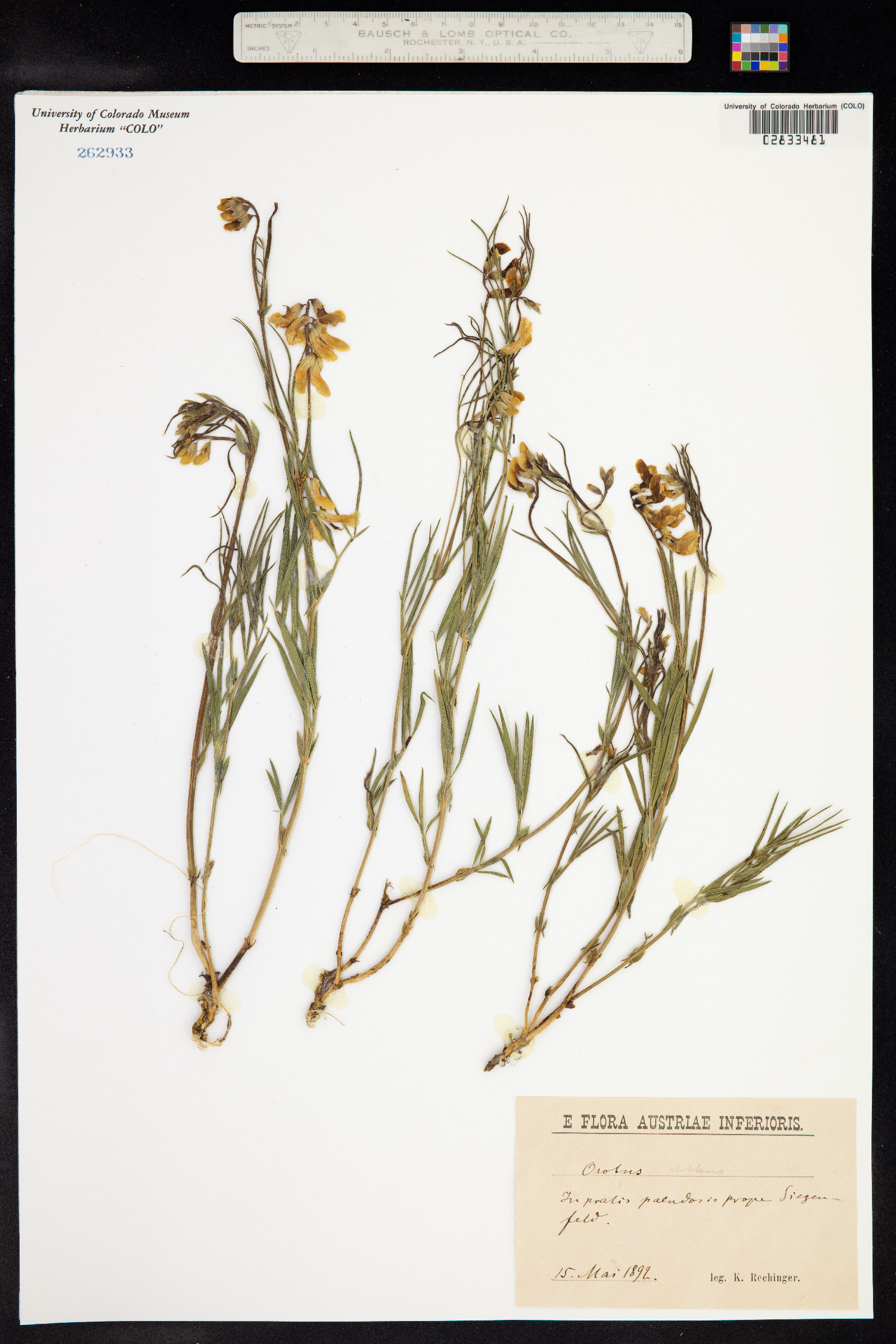 Lathyrus pannonicus image